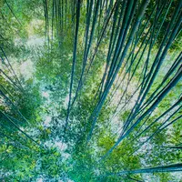 嵐山 竹林の小径の写真・動画_image_479380