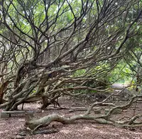 老梅緑石槽の写真・動画_image_485501