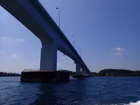 ドルフィンスマイルの写真・動画_image_485553