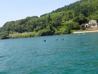 ドルフィンスマイルの写真・動画_image_485554