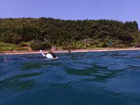 ドルフィンスマイルの写真・動画_image_485555