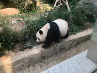 Macao Giant Panda Pavilionの写真・動画_image_491086