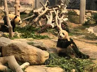 Macao Giant Panda Pavilionの写真・動画_image_491087