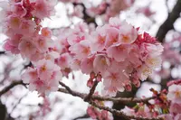 熱海桜の写真・動画_image_493633