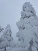 蔵王の樹氷の写真・動画_image_495020