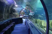 Under Water World（アンダーウォーターワールド）の写真・動画_image_496057