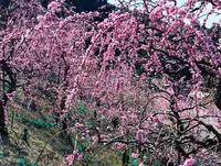 大縣神社の写真・動画_image_500672