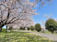 大榑川堤の桜並木の写真・動画_image_507298