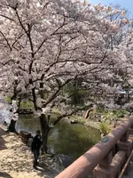 八幡堀の写真・動画_image_507412