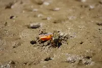 比謝川の写真・動画_image_517104