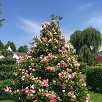 The Rose Garden of Provinsの写真・動画_image_519430