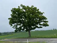 セブンスターの木の写真・動画_image_521482