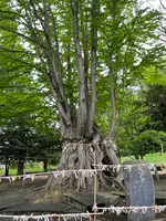 美幌神社の写真・動画_image_521788