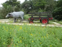 樟树步道, Wenshan Districtの写真・動画_image_525472