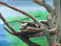 台北市立動物園大猫熊館の写真・動画_image_525585