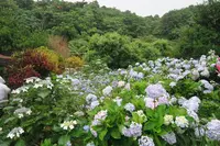 よへなあじさい園の写真・動画_image_526543