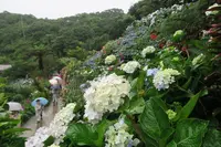 よへなあじさい園の写真・動画_image_526544