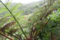 よへなあじさい園の写真・動画_image_526546