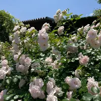神奈川県立花と緑のふれあいセンター 花菜ガーデンの写真・動画_image_527458