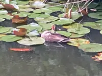 大平公園の写真・動画_image_527569