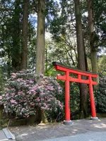 箱根神社の写真・動画_image_534174