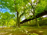 東福寺の写真・動画_image_535948