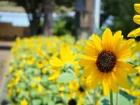 船橋アンデルセン公園の写真・動画_image_536662