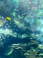 沖縄美ら海水族館の写真・動画_image_543094