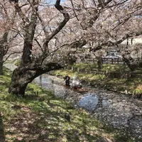 川越氷川神社の写真・動画_image_547809