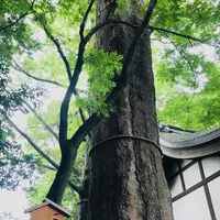 川越氷川神社の写真・動画_image_547810