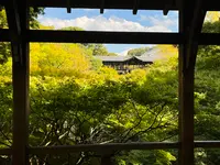 東福寺の写真・動画_image_555145