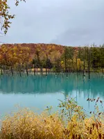 青い池の写真・動画_image_556416