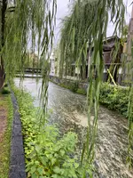 祇園白川の写真・動画_image_560397