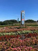 鼻高展望花の丘の写真・動画_image_564532