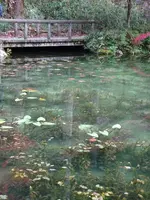 モネの池（名もなき池）の写真・動画_image_564769