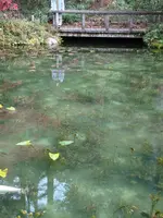 モネの池（名もなき池）の写真・動画_image_564770