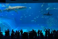 沖縄美ら海水族館の写真・動画_image_571321