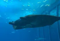 沖縄美ら海水族館の写真・動画_image_571326