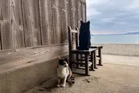 ネコノシマホステルの写真・動画_image_576068