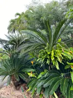 まいぱり 宮古島熱帯果樹園の写真・動画_image_581638
