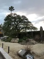 お宮の松の写真・動画_image_582394