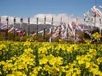 那須ハートフルファーム 菜の花畑 ひまわり畑 愛込の写真・動画_image_589114