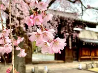 妙覚寺の写真・動画_image_591983