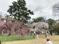 近衛邸跡の枝垂れ桜の写真・動画_image_592048