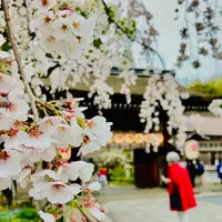 平野神社の写真・動画_image_592068
