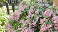 桜井公園の写真・動画_image_593195