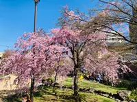 桜井公園の写真・動画_image_593197