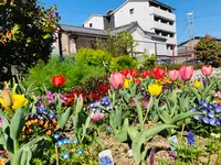 桜井公園の写真・動画_image_593198