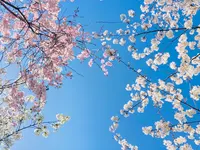 桜井公園の写真・動画_image_593200