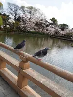 鶴岡八幡宮の写真・動画_image_594368
